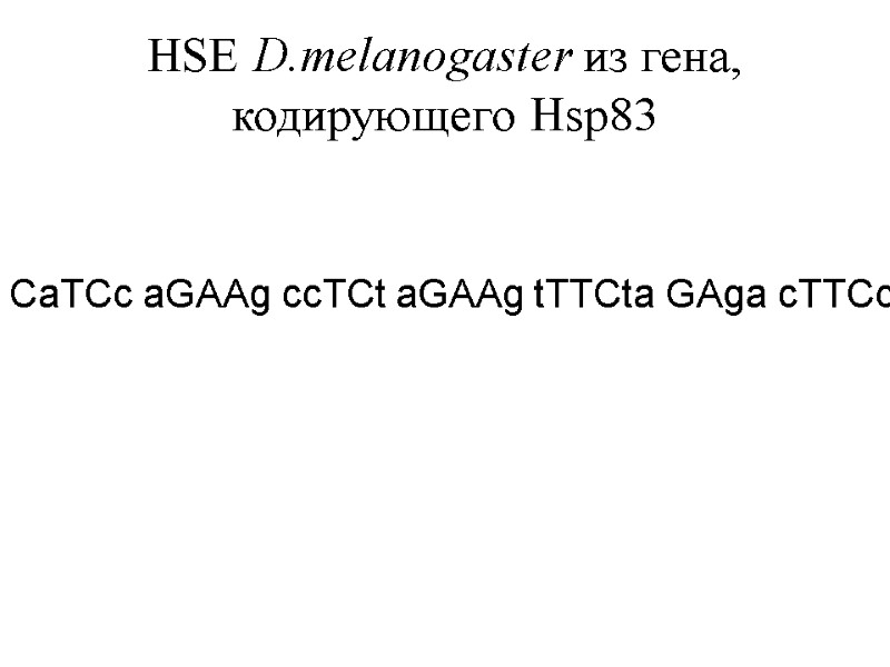 HSE D.melanogaster из гена, кодирующего Hsp83   CaTCc aGAAg ccTCt aGAAg tTTCta GAga